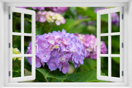 Fototapeta Naklejka Na Ścianę Okno 3D - 紫系の紫陽花の花（アップ）