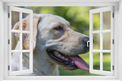 Fototapeta Naklejka Na Ścianę Okno 3D - Zoey Puppy Dog
