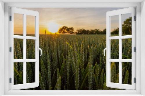Fototapeta Naklejka Na Ścianę Okno 3D - An impressive coloured sunset above farmland which is cultivated with wheat and almost ready to harvest. The crop lights up beautiful during the golden hour