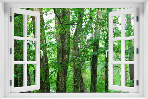 Fototapeta Naklejka Na Ścianę Okno 3D - 森の風景