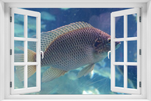 Fototapeta Naklejka Na Ścianę Okno 3D - Close up of a while tilapia inside a fish tank