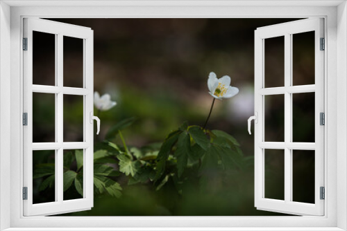 Fototapeta Naklejka Na Ścianę Okno 3D - zawilce rosnące wiosną w lesie