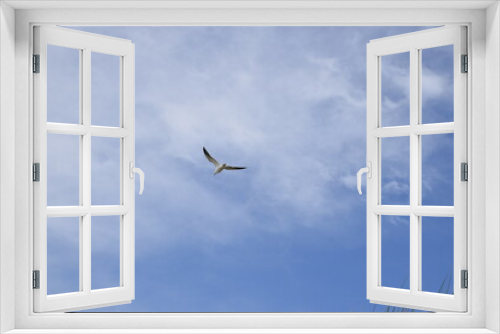 Fototapeta Naklejka Na Ścianę Okno 3D - Seagull in the sky