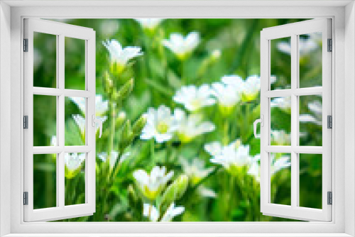 Fototapeta Naklejka Na Ścianę Okno 3D - Asterisk is a genus of flowering plants of the Carnation family. Siberian nature. Often found in forests, meadows, fields and as a weed in vegetable gardens. Summertime vibes
