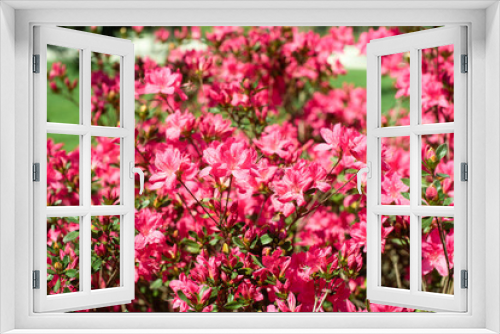 Fototapeta Naklejka Na Ścianę Okno 3D - delicate pink summer background. flowering bush, many flowers and buds. spring bloom. selective focus.