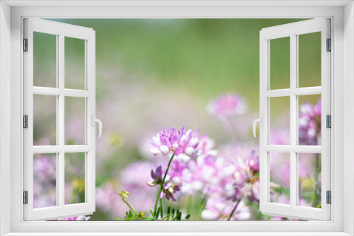 Fototapeta Naklejka Na Ścianę Okno 3D - Floral backgrounds. Lilac clover in a green meadow. Card. Invitation.