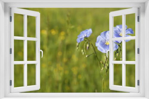 Fototapeta Naklejka Na Ścianę Okno 3D - Beautiful flowers growing in meadow on sunny day, space for text