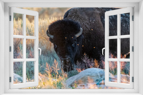 Fototapeta Naklejka Na Ścianę Okno 3D - American Bison in the field of Antelope Island SP, Utah