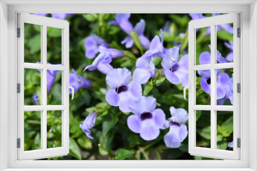 Fototapeta Naklejka Na Ścianę Okno 3D - 青色の花　トレニア
