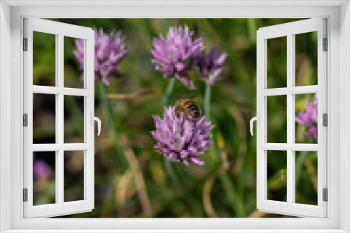 Fototapeta Naklejka Na Ścianę Okno 3D - flower on a meadow