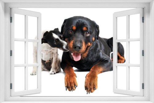 Fototapeta Naklejka Na Ścianę Okno 3D - rottweiler and jack russel terrier