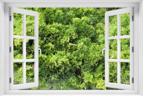 Fototapeta Naklejka Na Ścianę Okno 3D - Background of coniferous plant branches close up