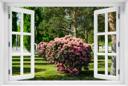 Fototapeta Naklejka Na Ścianę Okno 3D - Landscape with Flowering bush Rhododendron Yakushimanum 'Fantastica'. Big pink blooming azalea in Public landscape city park 'Krasnodar' or 'Galitsky park'. Best place for relaxation and walking