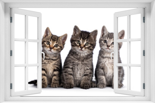 Fototapeta Naklejka Na Ścianę Okno 3D - Cute tabby house cat kittens, sitting beaside each other on a perfect row. Looking towards camera. isolated on a white background.
