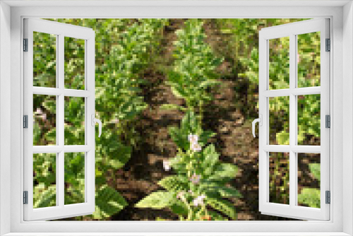 Fototapeta Naklejka Na Ścianę Okno 3D - Tobacco farm.