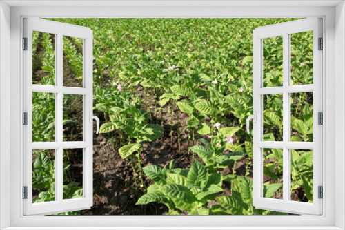Fototapeta Naklejka Na Ścianę Okno 3D - Tobacco farm.