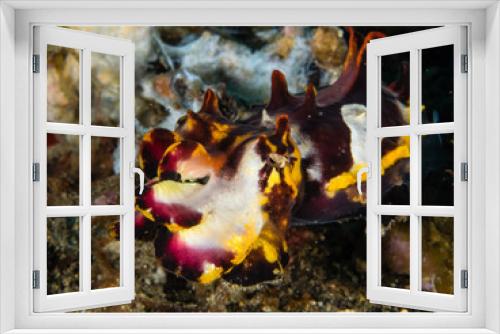 Fototapeta Naklejka Na Ścianę Okno 3D - flamboyant cuttlefish - Prachtsepia