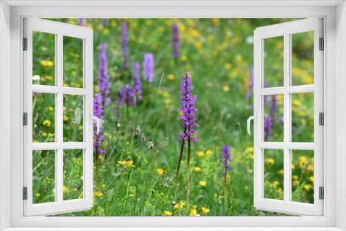 Fototapeta Naklejka Na Ścianę Okno 3D - flore alpine