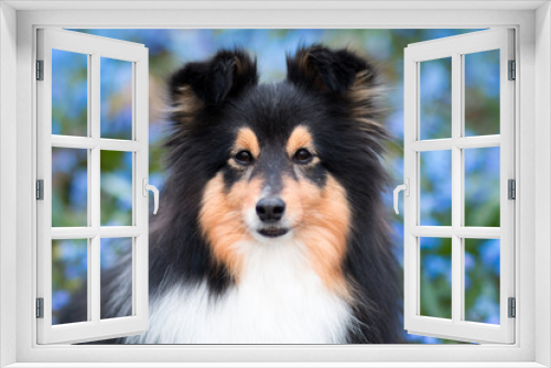 Fototapeta Naklejka Na Ścianę Okno 3D - Sweet attentive black white shetland sheepdog, sheltie outdoors on a field of blooming  blue scilla snowdrops. Adorable small collie, little lassie portrait with first spring lily of the valley