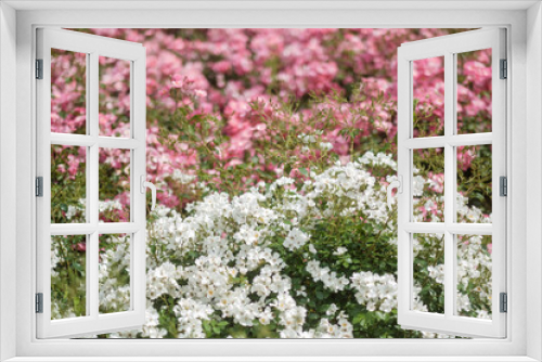 Fototapeta Naklejka Na Ścianę Okno 3D - Blumenbeet mit Blüten in weiß und pink