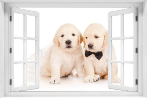 Fototapeta Naklejka Na Ścianę Okno 3D - Golden retriever puppies, bride and groom
