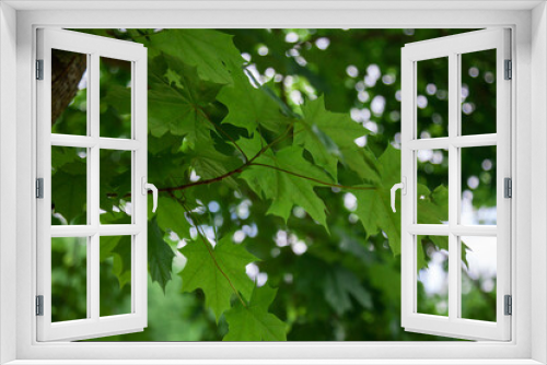Fototapeta Naklejka Na Ścianę Okno 3D - Green maple leaves on the background of the tree crown and the sky.