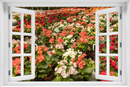 Fototapeta Naklejka Na Ścianę Okno 3D - Young begonia flowers in greenhouse.