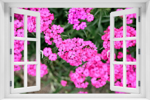 Fototapeta Naklejka Na Ścianę Okno 3D - pink turkish carnation bush flower in full bloom on a background of blurred green leaves and grass in the floral garden on a summer day. top view