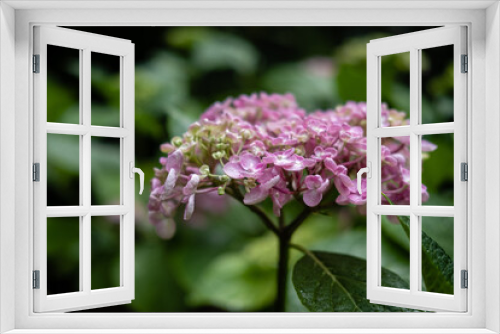 Fototapeta Naklejka Na Ścianę Okno 3D - Hortensias