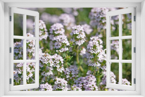 Fototapeta Naklejka Na Ścianę Okno 3D - Blühender Thymian, Thymus, im Frühsommer