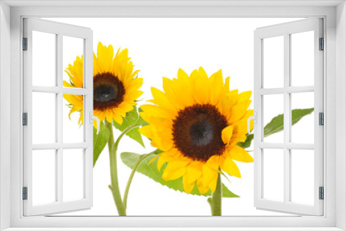 Fototapeta Naklejka Na Ścianę Okno 3D - Two Sunflower Isolated On White Background