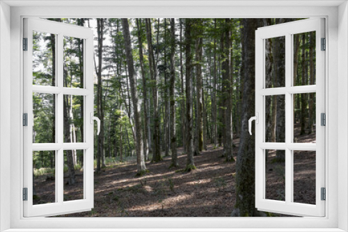 Fototapeta Naklejka Na Ścianę Okno 3D - Foresta di Vallombrosa