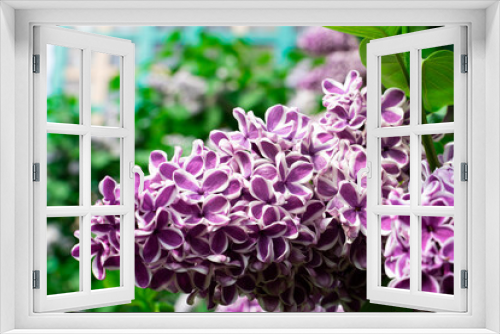 Fototapeta Naklejka Na Ścianę Okno 3D - Lilac varieties Sensation branch with flowers and green leaves close-up.
