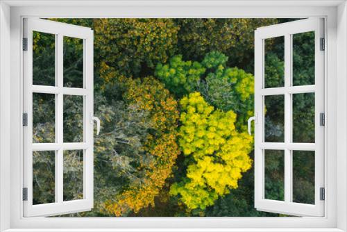 Fototapeta Naklejka Na Ścianę Okno 3D - Aerial view of autumn maple trees with yellow and green leaves, top view. Fall, autumn nature, aerial forest landscape