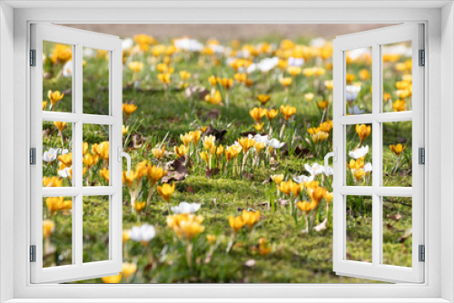 Fototapeta Naklejka Na Ścianę Okno 3D - Yellow flowers