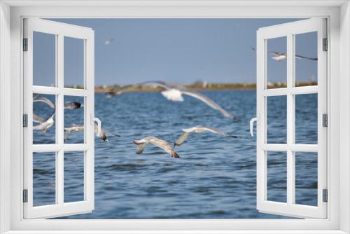 Fototapeta Naklejka Na Ścianę Okno 3D - Pelican flying at Donau Delta on a sunny day