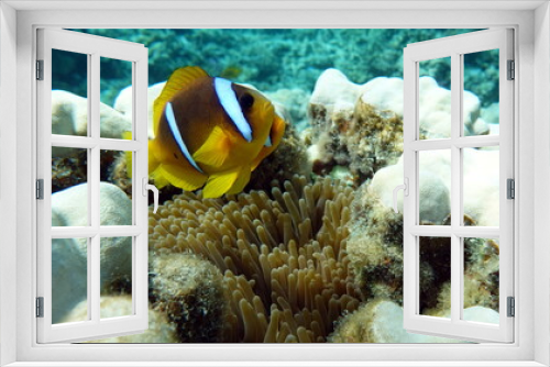 Fototapeta Naklejka Na Ścianę Okno 3D - Clown fish amphiprion (Amphiprioninae). Red sea clown fish.