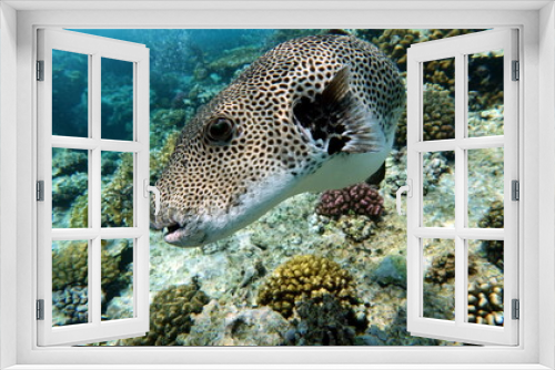Fototapeta Naklejka Na Ścianę Okno 3D - Arothron stellatus - Star puffer - This puffer (or arotron), one of the largest of the genus puffer, it grows up to 110 cm, but usually there are individuals no more than 60 cm.
