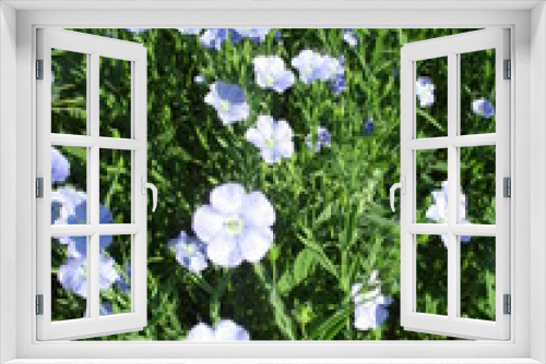 Fototapeta Naklejka Na Ścianę Okno 3D - leinblüten