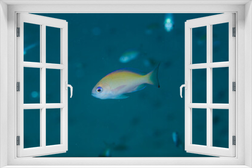 Fototapeta Naklejka Na Ścianę Okno 3D - 石垣島　魚　ケラマハナダイ　海　