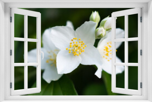 Fototapeta Naklejka Na Ścianę Okno 3D - Jasmine. Beautiful blooming jasmine. White jasmine flowers among green leaves.