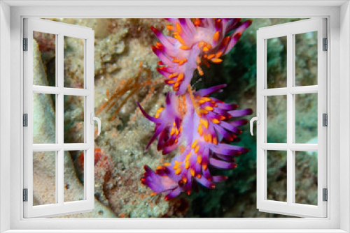 Fototapeta Naklejka Na Ścianę Okno 3D - red sea anemone