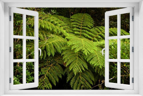 Fototapeta Naklejka Na Ścianę Okno 3D - Farne – Gefäßsporenpflanzen,   Sporen auf den Blattunterseiten  Neuseeland Regenwäldern