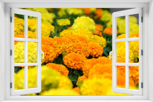 Fototapeta Naklejka Na Ścianę Okno 3D - Studentenblumen,  gefüllte gelbe sommerblumen