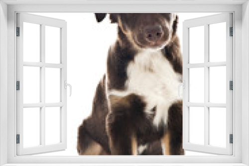 Fototapeta Naklejka Na Ścianę Okno 3D - Australian Shepherd Dog
