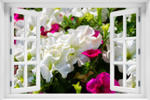 Fototapeta Naklejka Na Ścianę Okno 3D - Hot pink and white petunias