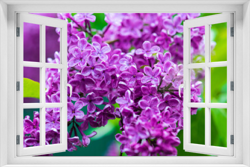 Fototapeta Naklejka Na Ścianę Okno 3D - Big lilac branch bloom. Bright blooms of spring lilacs bush. Spring blue lilac flowers close-up on blurred background. Bouquet of purple flowers