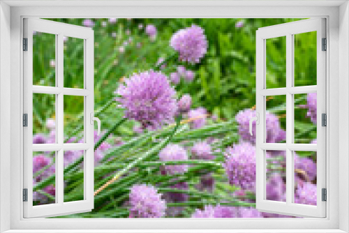 Fototapeta Naklejka Na Ścianę Okno 3D - Botanical collection, violet blossom of edible, medicinal, ornamental garden plant Alllium, chive onion plant