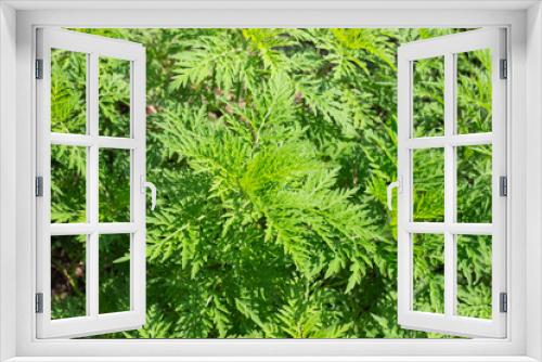 Fototapeta Naklejka Na Ścianę Okno 3D - Ambrosia bushes in summer. Perennial weed plant causing a strong allergic reaction, hay fever