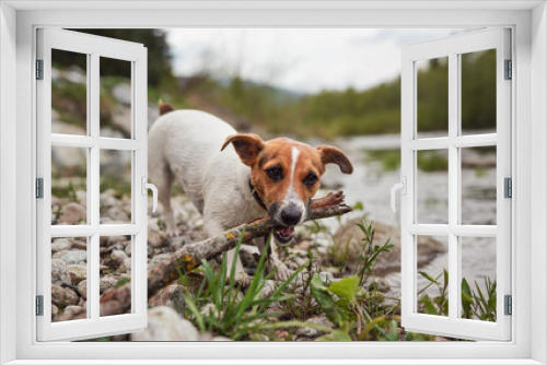 Fototapeta Naklejka Na Ścianę Okno 3D - Small Jack Russell terrier playing by the river, walking on wet stones, chewing and pulling wooden stick